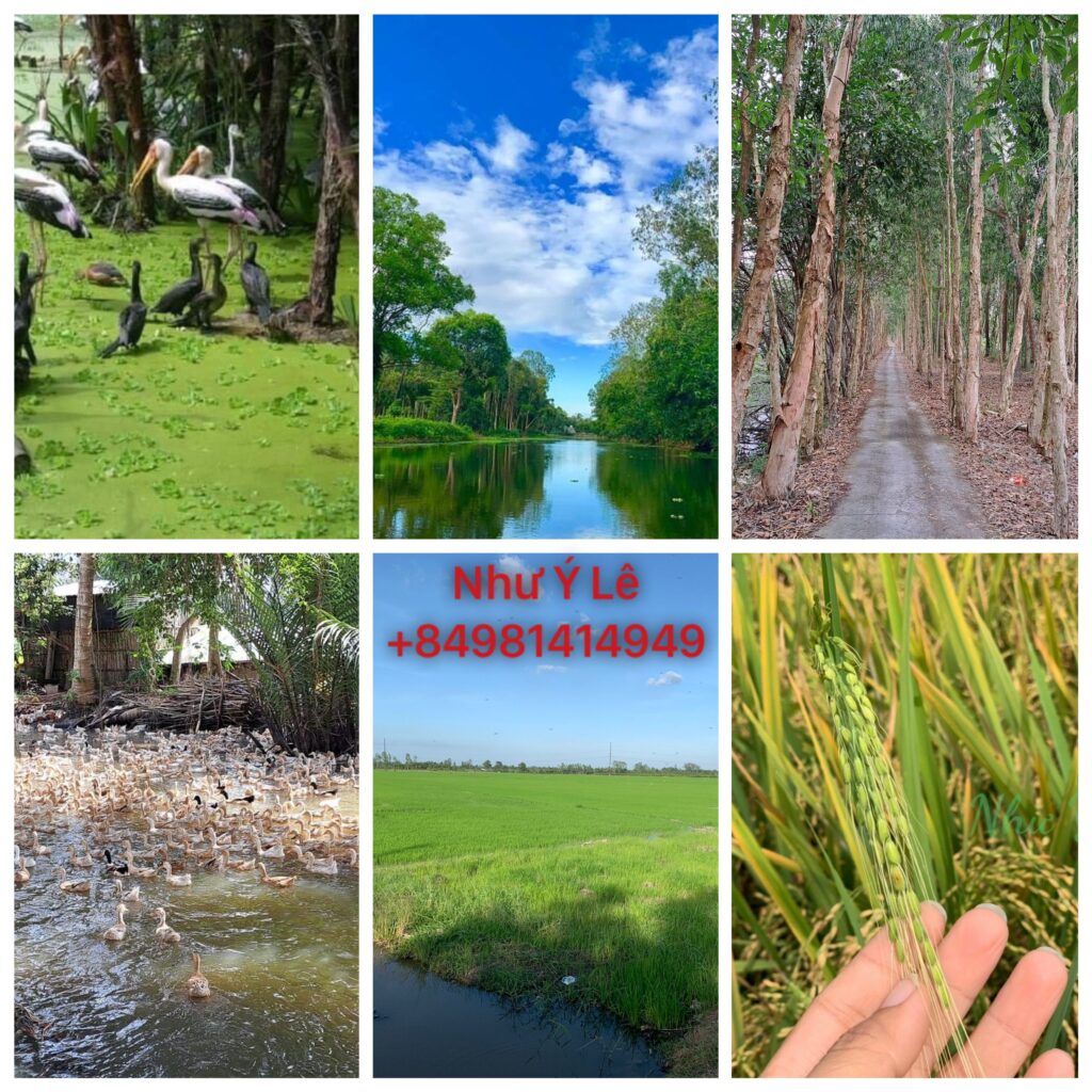 A TWO DAY 1 NIGHT TOUR AT A MEKONG ECO HOMESTAY TO EXPERIENCE NON-TOURISTIC PLACE OF LOCAL LIFE IN THE VILLAGE OF HAU GIANG