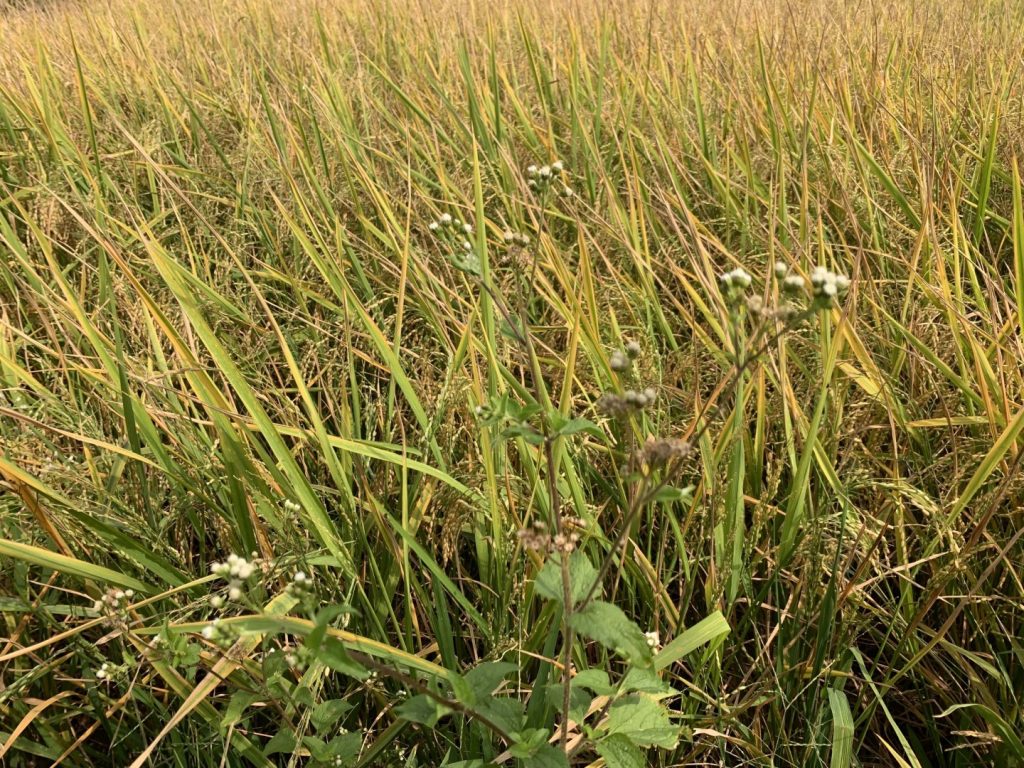 MEKONG ECO TRAVEL